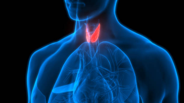 istock Human Body Glands Anatomy (Lobes of Thyroid Gland) 911222624
