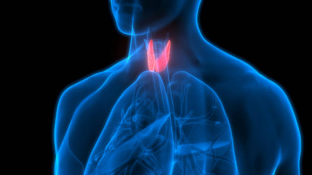 istock Human Body Glands Anatomy (Lobes of Thyroid Gland) 911222782