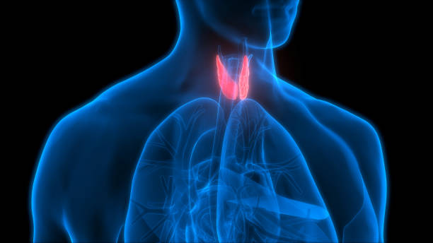 istock Human Body Glands Anatomy (Lobes of Thyroid Gland) 911223544