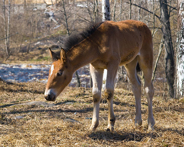 foal stock photo