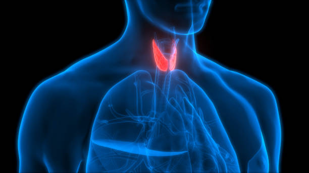 istock Human Body Glands Anatomy (Lobes of Thyroid Gland) 911224954