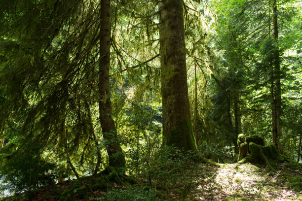 istock Mountain river in the forests of Abkhazia. 911226076