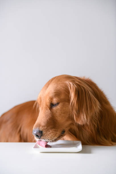 istock Golden Retriever eating 911228274