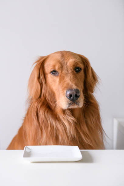 istock Golden Retriever and Plate 911228278