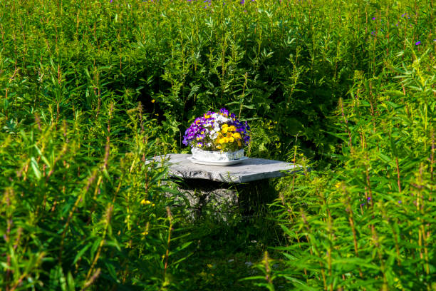 istock flower pot in the greenery at Tromso 911228388