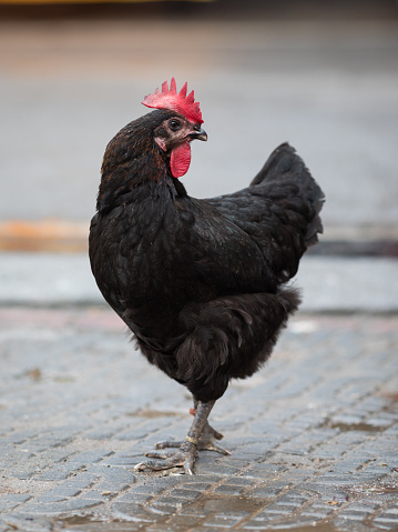 Cute black and gray chicken, farm animal. High quality photo