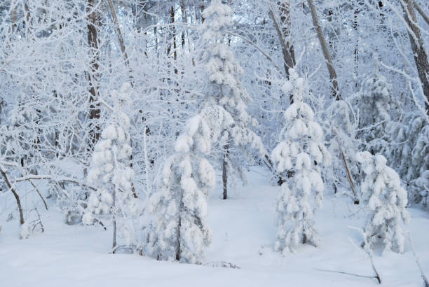 istock Winter Siberian forest, Omsk region 911232268