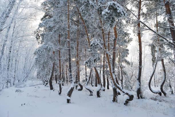 istock Winter Siberian forest, Omsk region 911232310