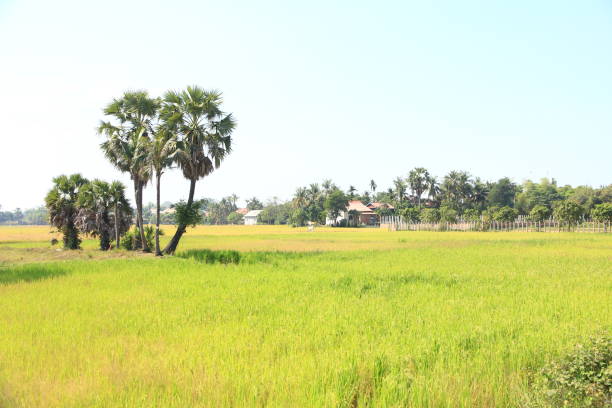 istock Countryside near Siem Reap, Cambodia 911235532