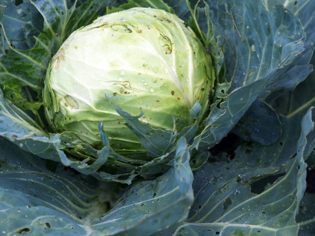 A cabbage ready for harvest stock photo
