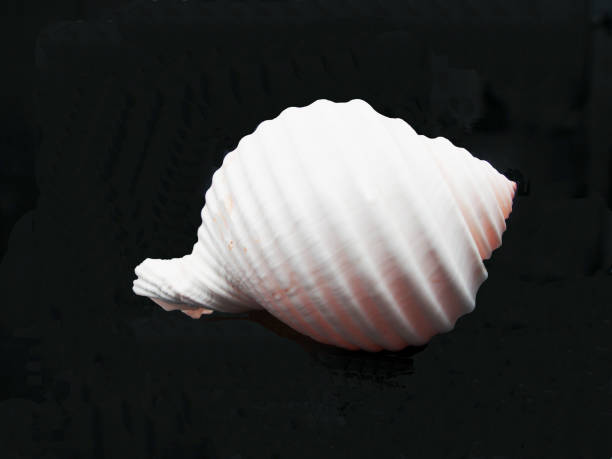 Sea shell on black stock photo