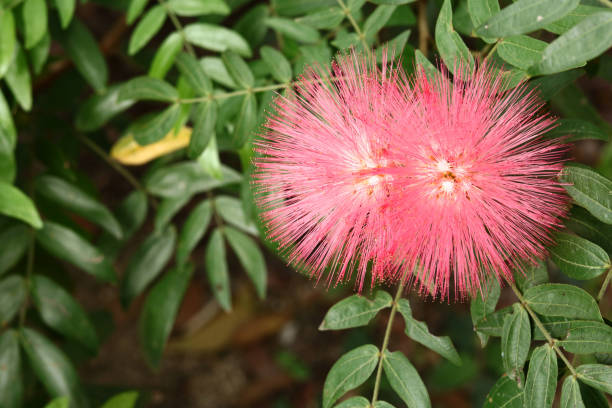 istock Combretum erythrophyllum (Burchell) Special 911240940