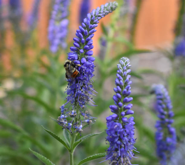 istock Honey bee on a Butterfly Bush 911243412