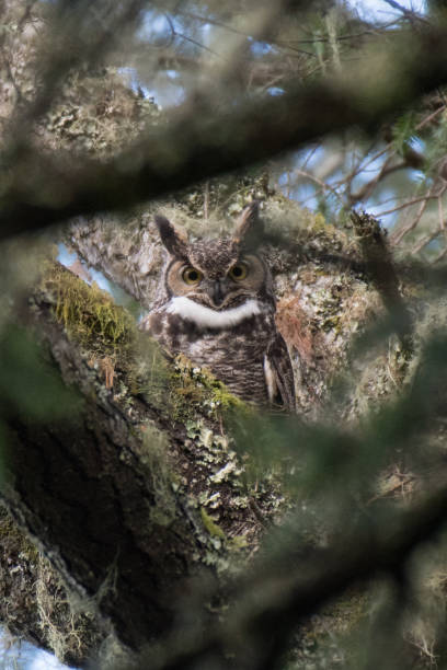 istock Great Horned Owl Perched Hidden on Tree Branch in Forest 911243558