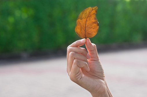 Dried leaf in female hand.