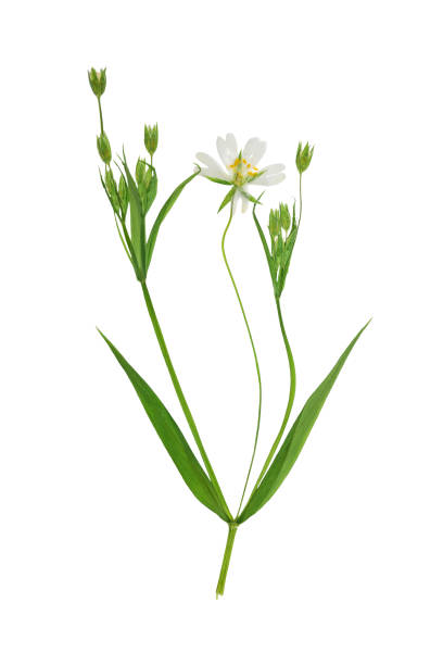 istock Pressed and dried Stellaria holostea flower. Isolated on white 911246764