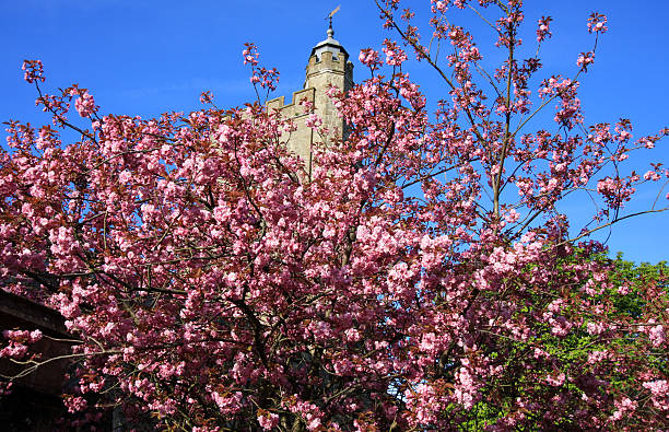 St Nicholas Church in Sevenoaks, England  norman uk tree sunlight stock pictures, royalty-free photos & images