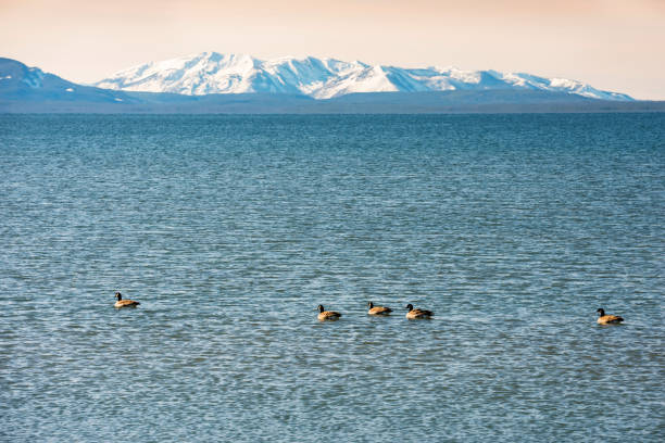 istock Wild gooses in Yellowstone Lake 911252624