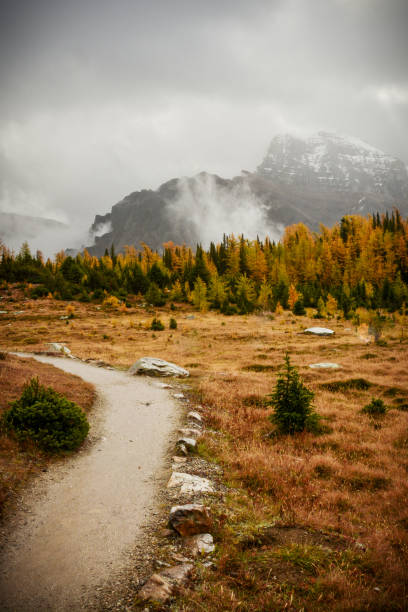 istock Larch Valley golden fall colors, Banff National Park 911259688