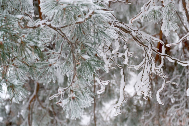 istock high fir tree in winter 911263984