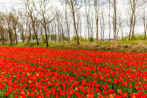 istock Beautiful tulips field 911270116