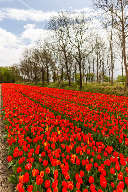 istock Beautiful tulips field 911270154