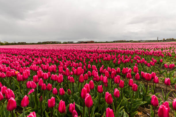 istock Beautiful tulips field 911270234