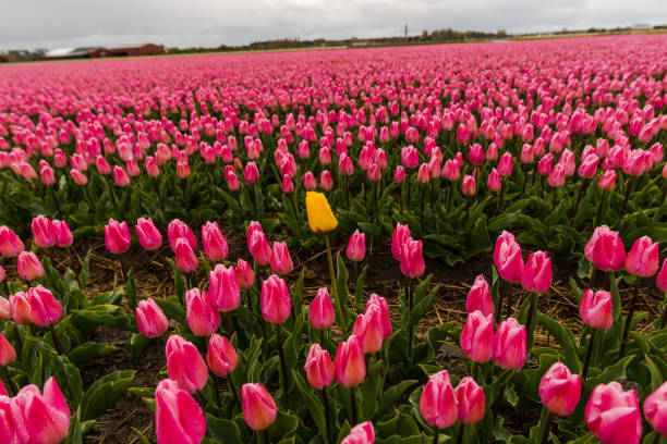 istock Beautiful tulips field 911270330