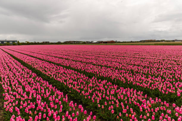 istock Beautiful tulips field 911270354