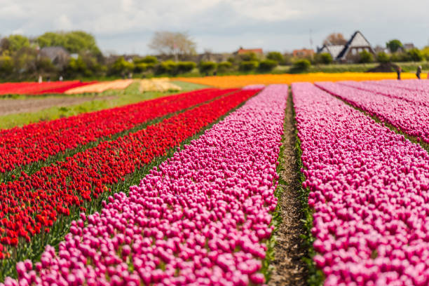 istock Beautiful tulips field 911271358