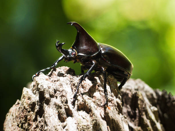 istock Male Rhinoceros Beetle (Xylotrupes ulysses). 911271570