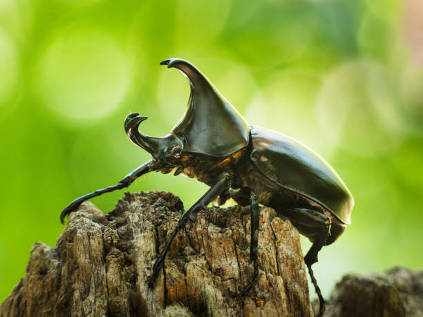 escarabajo rinoceronte macho (xylotrupes ulises). - rhinoceros beetles fotografías e imágenes de stock