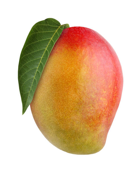 mango, isolated on white background. mango fruit isolated on white background. ripe tropical fruit. mango fruit stock pictures, royalty-free photos & images