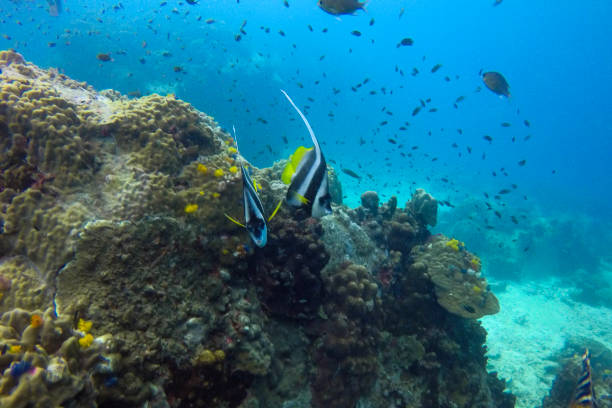 istock fish and natural underwater life 911278150