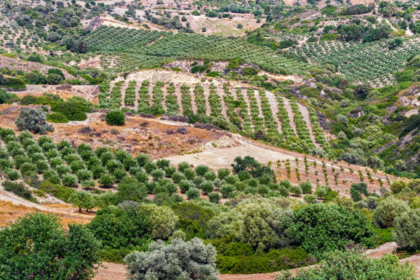istock Olive tress on the field 911278670