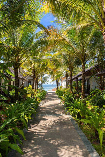 istock Path to the beach under green palm trees afternoon sun 911281708