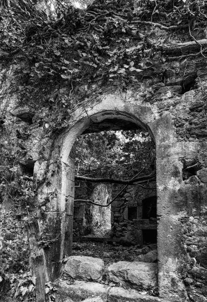 istock Ruins of house in forest 911281714