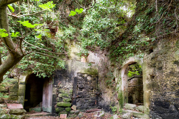 istock Ruins of house in forest 911281814