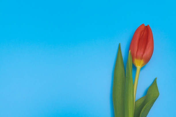 istock One fresh red tulip on blue pastel background. 911281974
