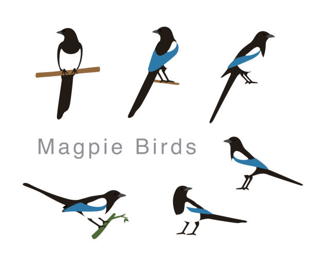 ilustraciones, imágenes clip art, dibujos animados e iconos de stock de aves urraca plantea conjunto, ilustración vectorial - urraca