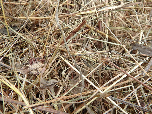 istock Close up view of dry hay 911284760