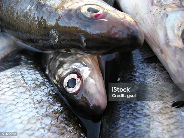 Photo libre de droit de Poisson banque d'images et plus d'images libres de droit de Hareng - Hareng, Industrie de la pêche, Pêche - Activité de plein air