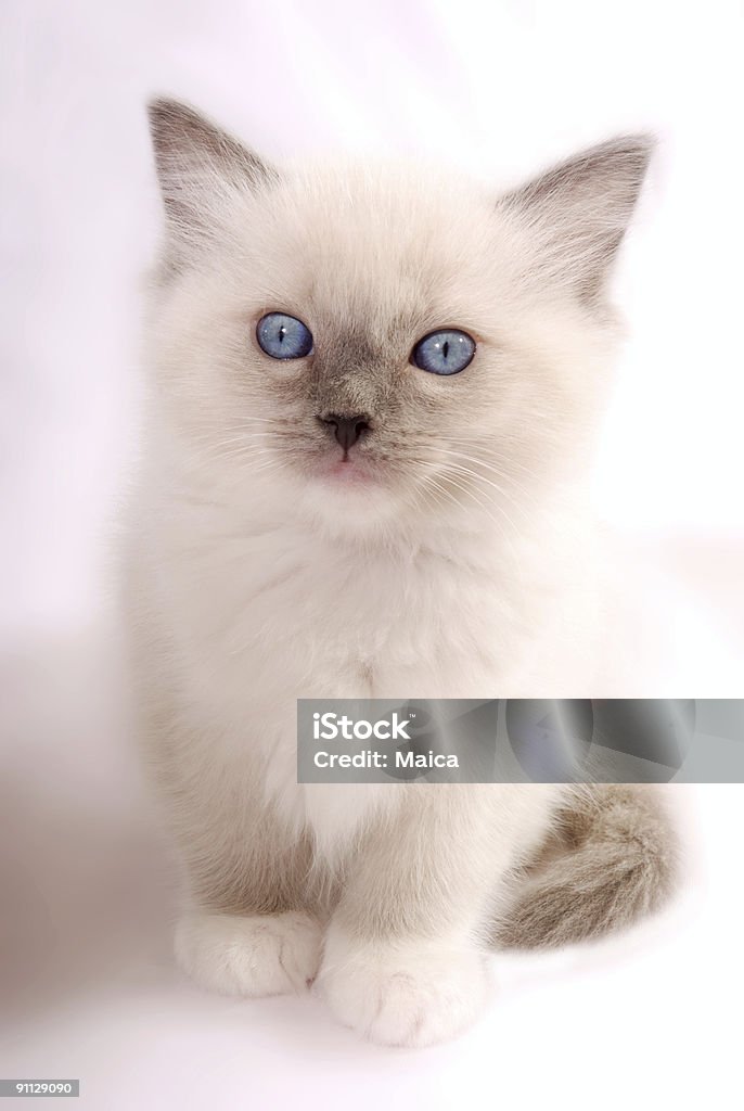 Katzenjunges. - Lizenzfrei Knuddelkatze Stock-Foto