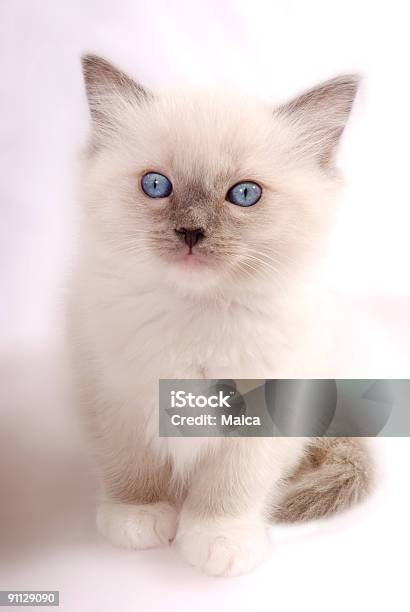 Katzenjunges Stockfoto und mehr Bilder von Knuddelkatze - Knuddelkatze, Katzenjunges, Blaue Augen