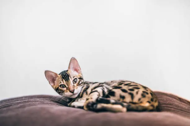 Photo of A newly awake bengal kitten on a soft brown pillow