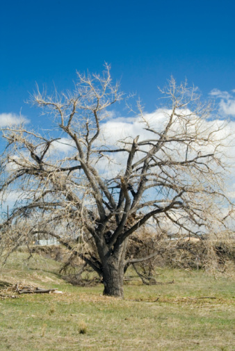 Dead tree in a dry Colorado gulch.