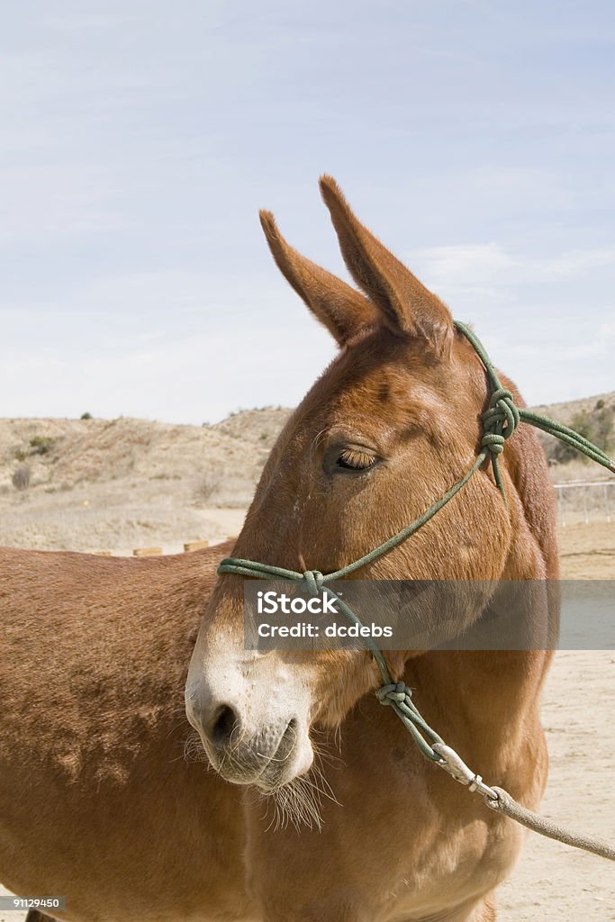 Mule vermelho - Foto de stock de Animal royalty-free