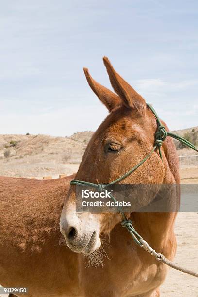 Foto de Mule Vermelho e mais fotos de stock de Animal - Animal, Azeda, Cabeça de animal