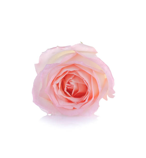 istock rose flowers close up on background. 911295700