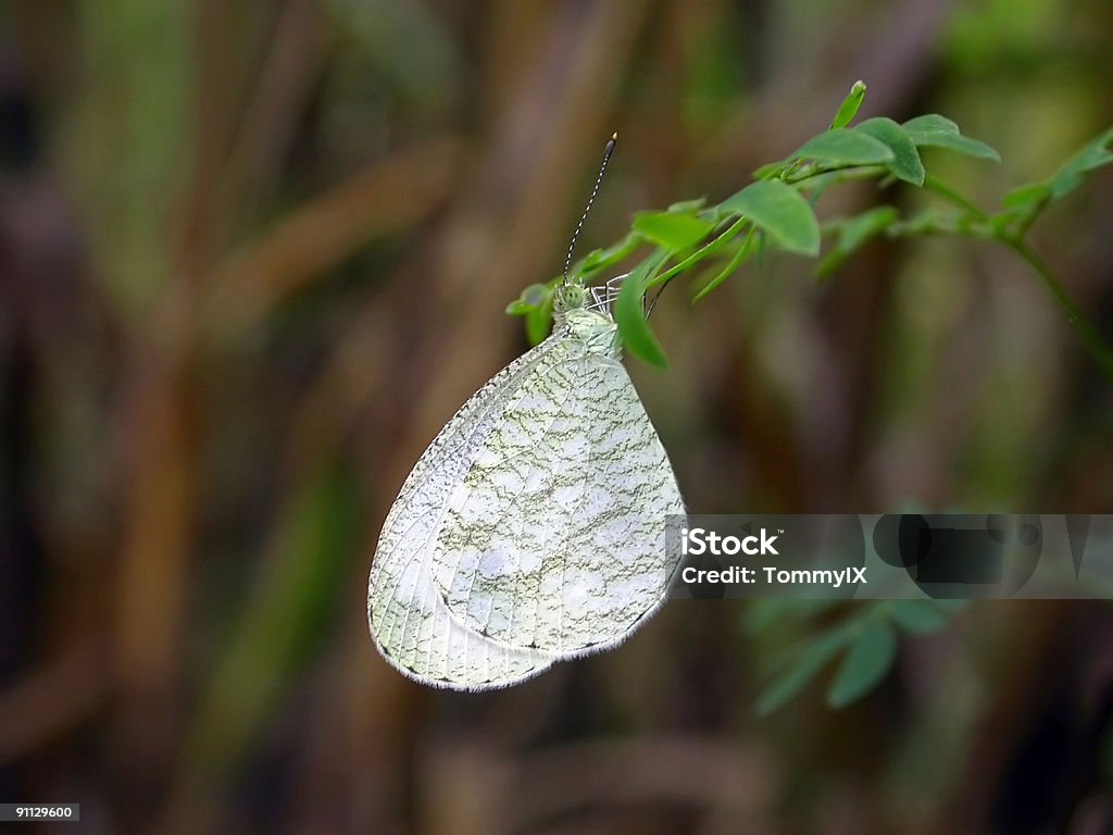 Дух (Leptosia nina) бабочка - Стоковые фото Азия роялти-фри